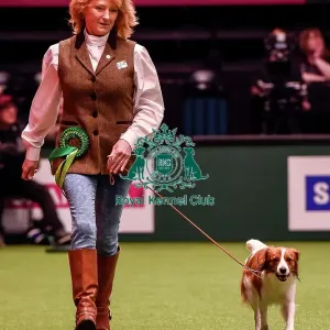 Crufts 2016 Best of Breed Crufts 2016 Best of Breed