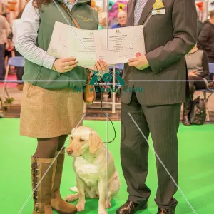 Crufts 2016 Gundog day