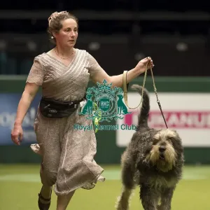 Crufts 2017
