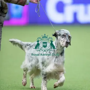 Crufts 2017