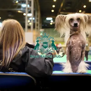 Crufts 2017
