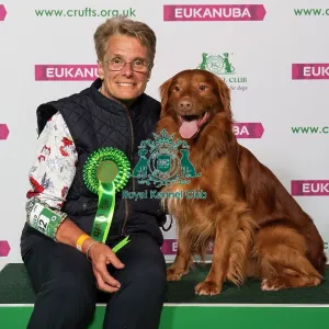 Crufts 2019 - Best of Breed / Gundog Crufts 2019 - Best of Breed / Gundog