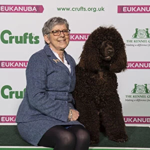 Crufts 2019 - Best of Breed / Gundog