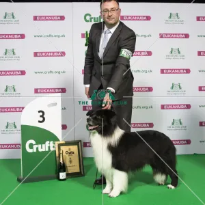 Crufts 2019 - Best of Breed / Pastoral