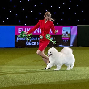 Crufts 2019 - Best of Breed / Pastoral