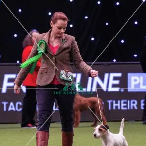 Crufts 2019 - Best of Breed / Terrier