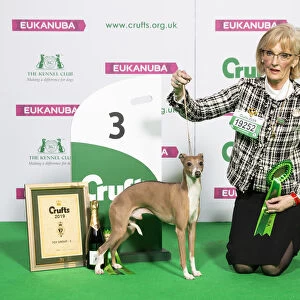 Crufts 2019 - Best of Breed / Toy