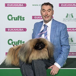 Crufts 2019 - Best of Breed / Toy