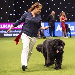 Crufts 2019 - Best of Breed / Working