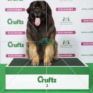 Crufts 2019 - Best of Breed / Working