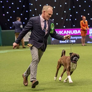 Crufts 2019 - Best of Breed / Working
