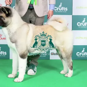 Crufts 2024 Crufts 2024