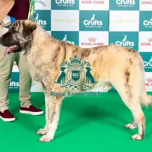 Crufts 2024 Best of Breed stacked 11447 - Sunlions Imparator (Miss K Stewart)