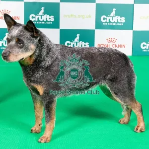 Crufts 2024 Best of Breed stacked 11473 - Hrv Ch/ch Ch/lt Ch Limaband Can-Say Palianytsia Ww'23 (Mrs T Kavaleuskaya)