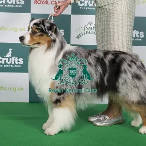 Crufts 2024 Best of Breed stacked 11608 - Ch Brighttouch Drift The Line Through Dialynne (Imp Rus) (Mrs M, Mr J & Mrs K Raymond, Shaw & Kirtley)