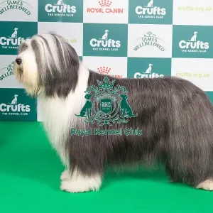 Crufts 2024 Best of Breed stacked 11855 - Ch Corimist Destiny by Design (Miss N & Ms J Whelan & Young)