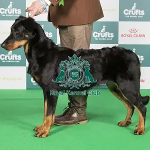 Crufts 2024 Best of Breed stacked 11879 - Int Ch Geraldine Gypsy De Trappist (Mrs Maja & Mr Boris Kostijal & Pegan)
