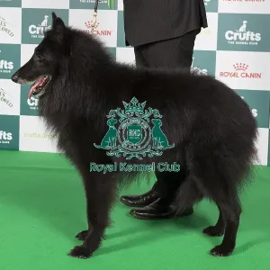 Crufts 2024 Best of Breed stacked 11908 - Ch Tyrion De L'ambassadeur Des Belges at Invanse (Imp Hun) (Mrs & Mrs L & Mrs B Church & Robinson)