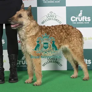 Crufts 2024 Best of Breed stacked 11957 - Shepherds Dogmate Vanilla Queen Nld Youth Ch (Mrs Jti Hermans-Janssen)
