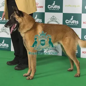 Crufts 2024 Best of Breed stacked 11973 - Ch Foryd Dark Side of The Moon at Depamead (D & P Heap)