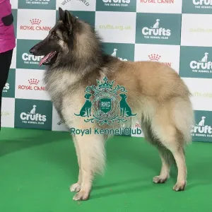 Crufts 2024 Best of Breed stacked 11989 - Domburg Never Say Never (Mrs G & Mrs H & Mr D Cooper & Poulton & Poulton)