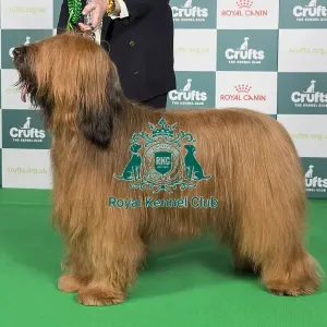 Crufts 2024 Best of Breed stacked 12349 - Ch Barembak Albufera at Charson (Mrss Hillier)