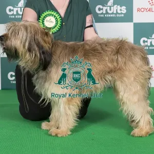 Crufts 2024 Best of Breed stacked 12411 - Hollybeck Ticket to Ride to Starwell del Riu Gost (Imp Esp) NAF TAF (Mrs A & Mrs C Fieldsend & Kirkland)