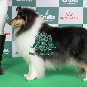 Crufts 2024 Best of Breed stacked 12554 - Ch Phreelancer Phaith Hill (Mrs L Newman)