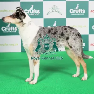 Crufts 2024 Best of Breed stacked 12681 - Blamorder Do Quite Nicely (Mrs J, Mr D & Miss A Sweeney & Lusty)