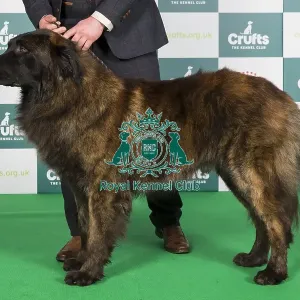 Crufts 2024 Best of Breed stacked 12694 - Cossus D'domus Stella (Imp Por) NAF (Mrs Tychowski)