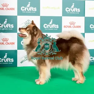 Crufts 2024 Best of Breed stacked 12706 - Ch Limishka Kareitar JW (Miss Kl & Mrss Anderson & Nardone)