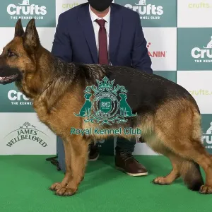 Crufts 2024 Best of Breed stacked 12880 - Charbonnel Tanzi (Mrss Platt)