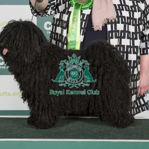 Crufts 2024 Best of Breed stacked 12937 - Matyofoldi-Kisbojtar Juliska Erzsike Ejw23 Int/nl/dk/be Jch (Mrs W & Ms K Koot-Van Oosten & Van Rijn)
