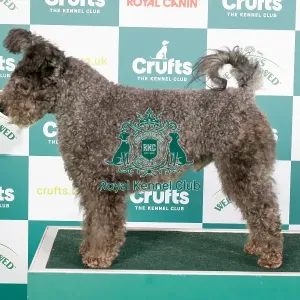 Crufts 2024 Best of Breed stacked 12973 - Breezelyn Ear Sumut Special (Mrs J & Mrs A Pike & Carter)