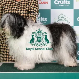 Crufts 2024 Best of Breed stacked 13230 - Lux Ch Nastka via Rivendall (fci) Int/nl/bel Jch (Mr F.h.m & Mrs G. Backx & Denekamp)