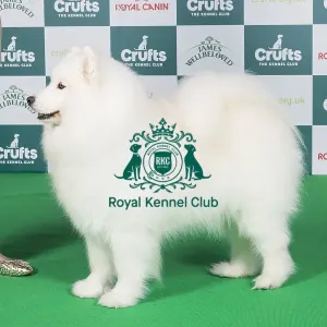 Crufts 2024 Best of Breed stacked 13346 - Ch Nikara Secret Love by Norjack JW (Mr N & Mrs J D Collinson)