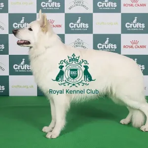 Crufts 2024 Best of Breed stacked 14006 - Nl/bel/de/dk/int Ch Undercover Vito vom Sutumer Grund (G Piek)