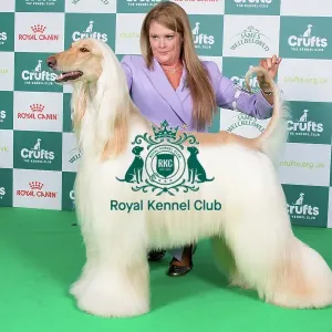 Crufts 2024 Best of Breed Stacked Afghan Hound Aust Ch Aviva Vampire Tetra (ai) Owners: Miss A & Mrs R & Mr P Lewis & Bacich & Bacich