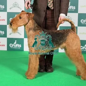 Crufts 2024 Best of Breed Stacked Airedale Terrier 14052 - Ch Jokyl Daily Special JW (Mr D & Mrs J M Brown) Crufts 2024 Best of Breed Stacked Airedale Terrier 14052 - Ch Jokyl Daily Special JW (Mr D & Mrs J M Brown)