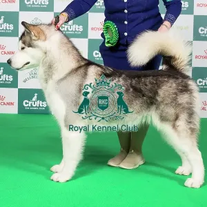 Crufts 2024 Best of Breed Stacked Alaskan Malamute 9483 - Ch Chayo Vasilisa (Mrss Ellis-Payne)