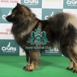Crufts 2024 - Best of Breed Stacked Albionspitz Burt Owner: Mrs C Cadwallader Crufts 2024 - Best of Breed Stacked Albionspitz Burt Owner: Mrs C Cadwallader