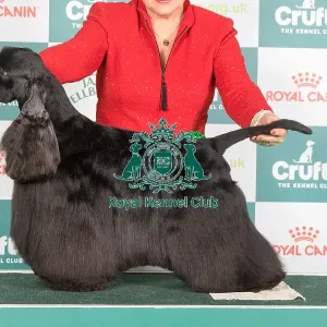 Crufts 2024 Best of Breed Stacked Am/swe/nor/dk Ch Rotojet's Revelation Owner: Mrs Karin Linde Klerholm