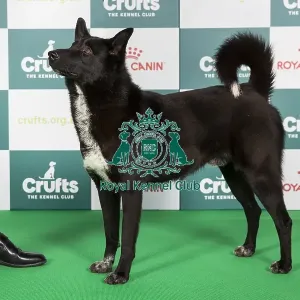 Crufts 2024 - Best of Breed Stacked Anacan We Got The Power Owner: Mrs E M Minto Crufts 2024 - Best of Breed Stacked Anacan We Got The Power Owner: Mrs E M Minto