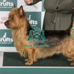 Crufts 2024 Best of Breed Stacked Australian Terrier 14116 - Wilfnbell Nite Owl (Mrs J Webb) Crufts 2024 Best of Breed Stacked Australian Terrier 14116 - Wilfnbell Nite Owl (Mrs J Webb)