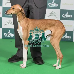 Crufts 2024 Best of Breed Stacked Azawakh AV Import Hound Group 19114 - Stonemartin Ailbe with Katanga (IKC) (Mr R J & Miss C Gunn)