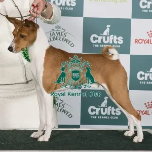 Crufts 2024 Best of Breed Stacked Basenji Se/dkk/no/hr/int Ch Naslediye Etera Atlas Holding Thes Euw 22 Euw 23 Owner: Mrs E Prahl
