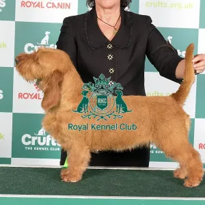 Crufts 2024 Best of Breed Stacked Basset Fauve de Bretagne Dk Ch/fi Ch Whistlewood's Bunny Tail Ww'23 Ew'23 Jew'22 Owner: Mrs E Stromberg