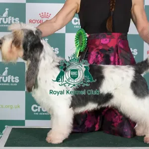 Crufts 2024 Best of Breed Stacked Basset Griffon Vendeen (Grand) Ch Forget-Me-Not V Tum-Tum's Vriendjes Owner: Mrs A N Huikeshoven