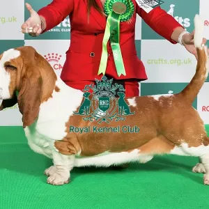 Crufts 2024 Best of Breed Stacked Basset Hound 16600 - Armardio Blowin in The Wind (Mr J&p Balogh)
