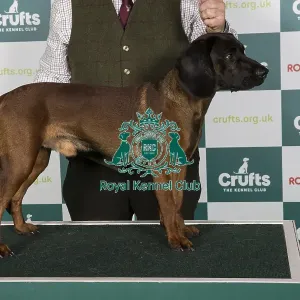 Crufts 2024 Best of Breed Stacked Bavarian Mountain Hound 16718 - Hugo Z Kolbachu (Mr D Cockett)
